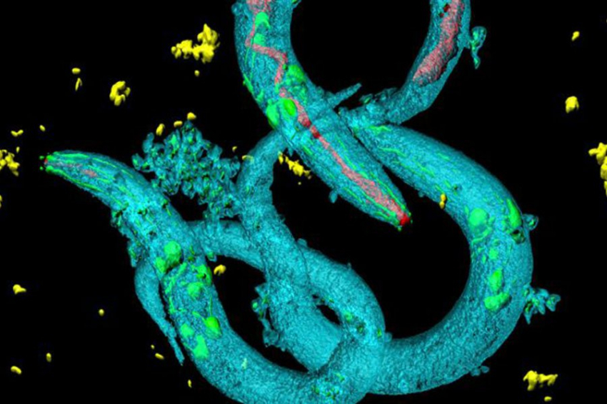 Древний червь возродился после 46 000 лет смертельной неопределенности
