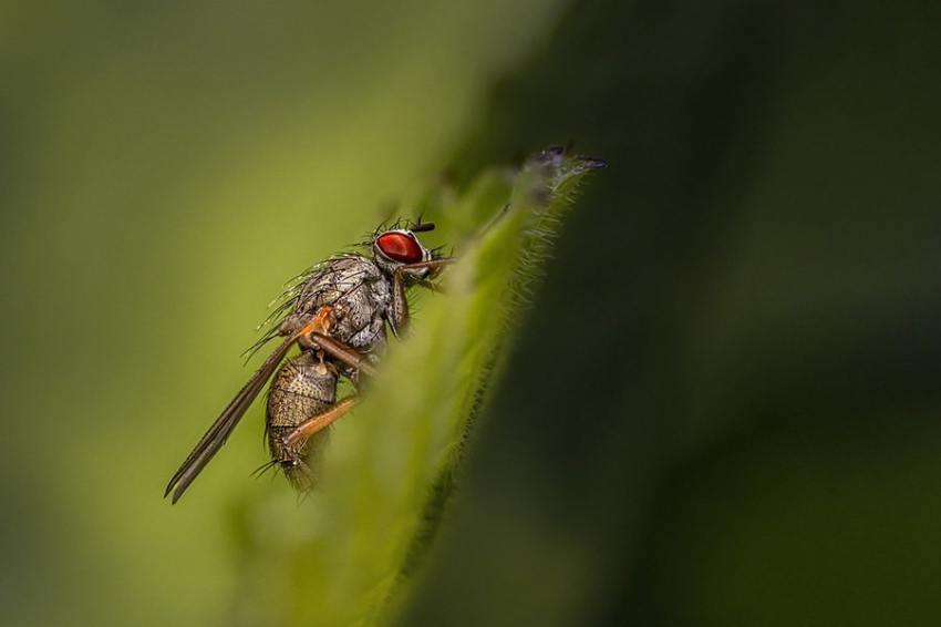 Ученые раскрыли секрет непорочного зачатия у насекомых