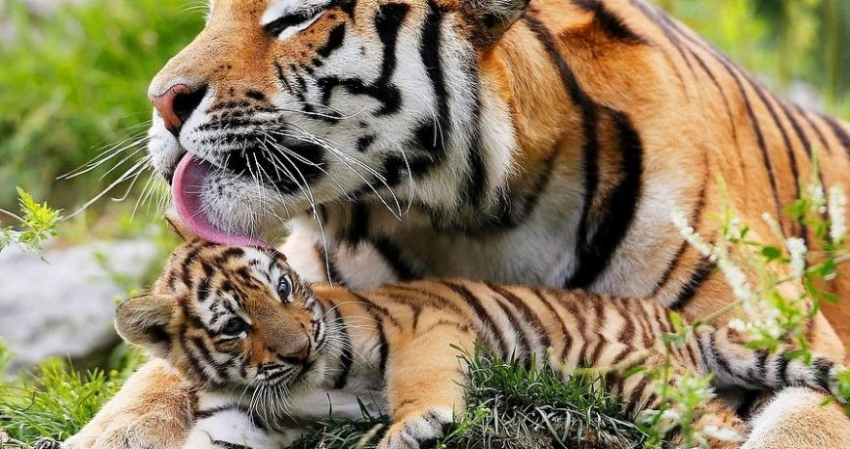 Какой праздник сегодня, 29 июля, отмечают в России и мире