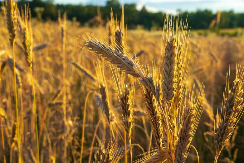 Россия безвозмездно поставит до 50 тонн зерна в Африку в ближайшее время