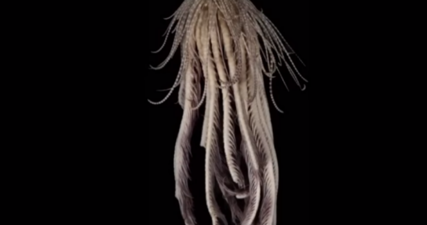 В Антарктиде обнаружили странного монстра с 20-ю руками