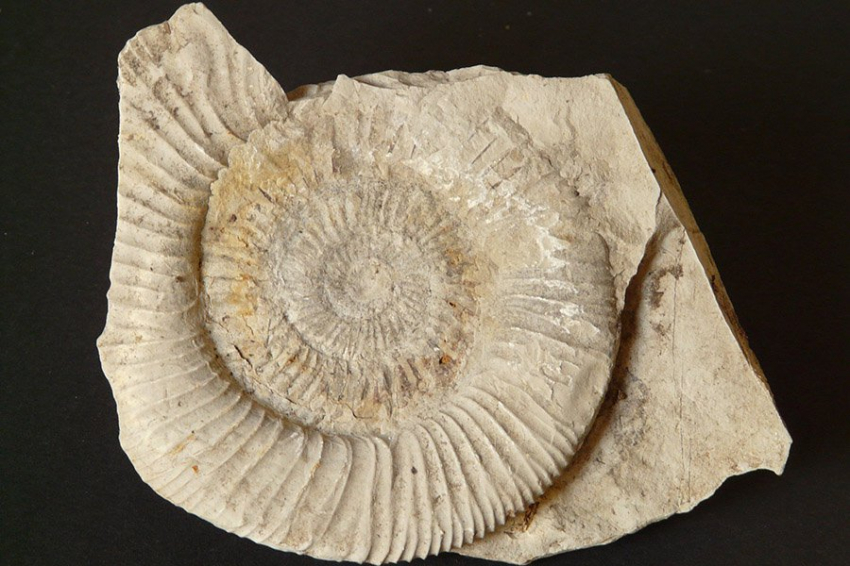 Рыба возрастом 180 миллионов лет задохнулась от своего огромного ужина