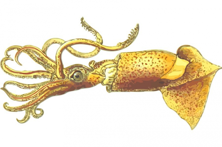 Найденные в столичном Митино останки, скорей всего, принадлежат белемнитам