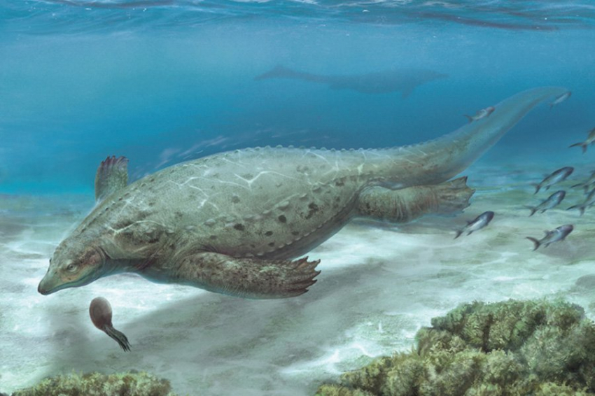 Триасовая бронированная морская рептилия обнаружена в Китае