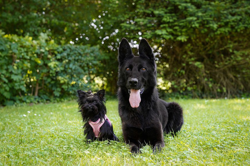 Исследование: привязанность между собакой и ее владельцем полезна для здоровья