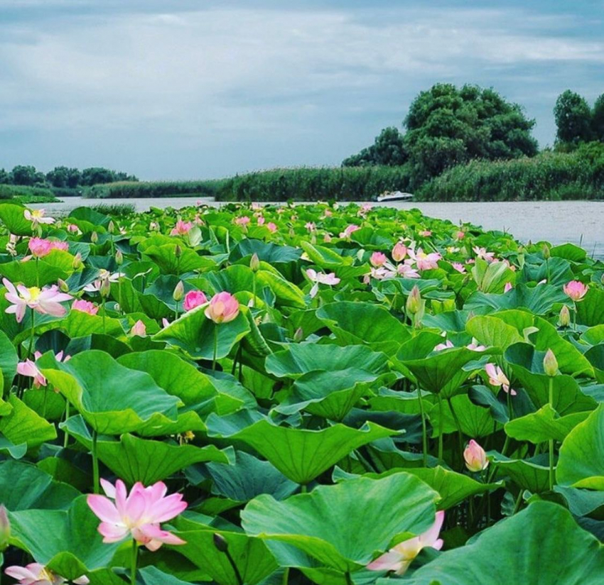От Кубани до Приморья: за лотосами по всей стране