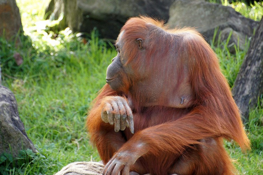Орангутаны помогли больше узнать о природе человеческого любопытства