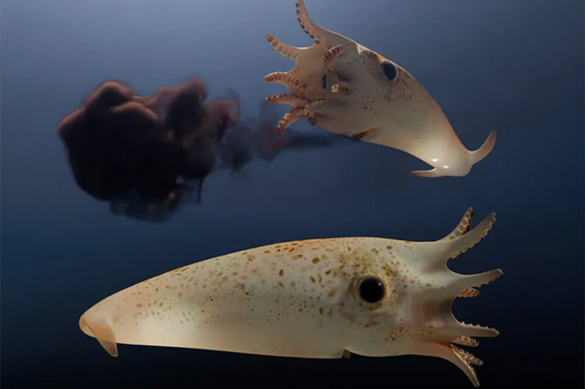 «Убегающий вампир» обитал в юрских океанах со светящимися в темноте органами