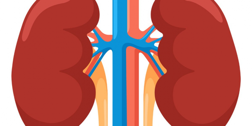 Ученые впервые трансплантировали человеку почку от свиньи