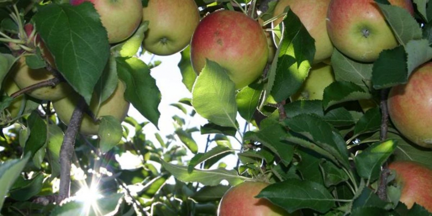 Как отмечать Яблочный Спас в 2023 году: Верующие приносят в храм фрукты, ягоды и овощи, чтобы освятить их