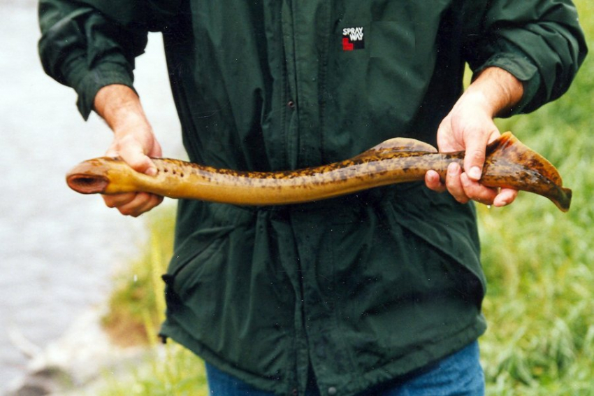 Рыбак в Британии выловил в реке страшное существо с большим количеством огромных зубов