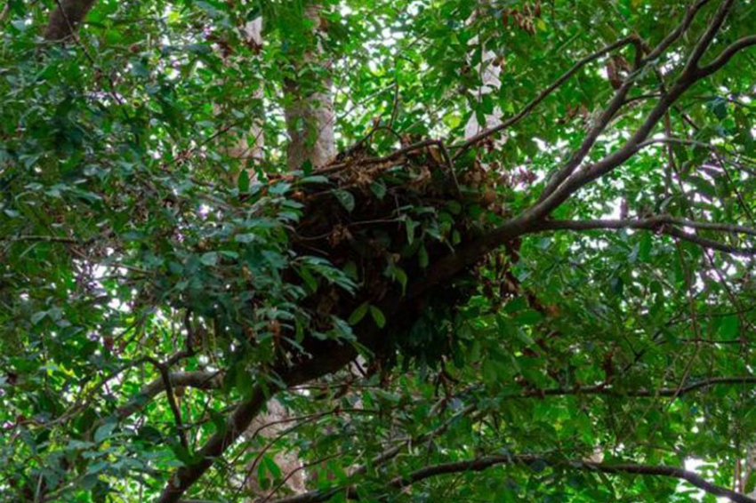 Хоббиты Флореса, возможно, приплыли на остров в гнездах из листьев