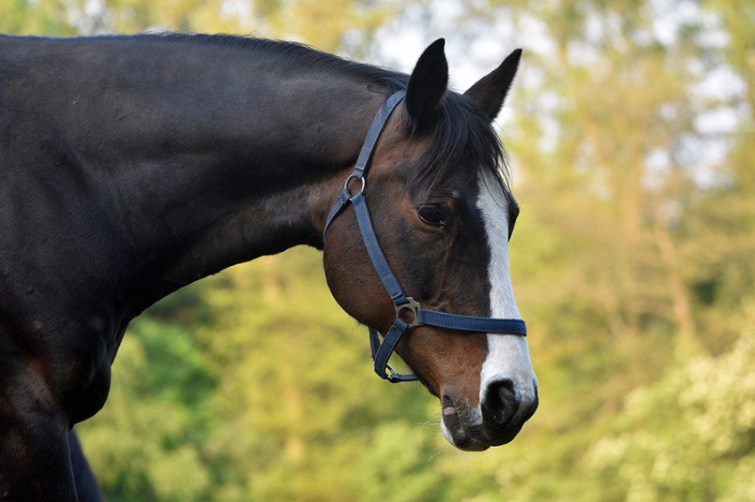 История Y-хромосомы лошадей поможет вывести новые породы