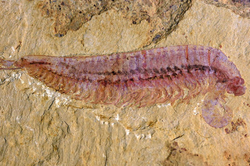 Кембрийские морские членистоногие имели три глаза и четыре пары двуветвистых головных конечностей