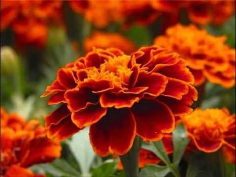 Не выбрасывайте бархатцы осенью: Они повысят плодородие почвы и отпугнут вредителей