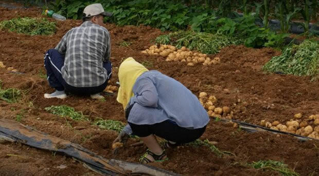Когда копать картошку в сентябре: советы и дни по лунному календарю