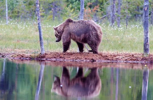 Отшельницу Агафью Лыкову летом осадили голодные медведи