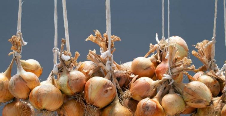 Когда убирать лук в 2023 году в Подмосковье по мнению опытных огородников