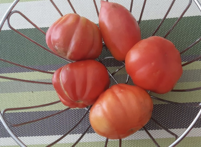 Забудьте о соленых помидорах из магазина: лучший домашний рецепт