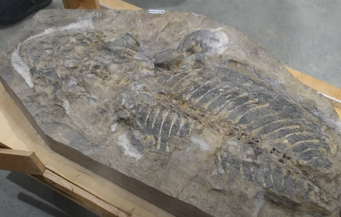 Австралийские ученые разгадали тайну загадочной окаменелости возрастом 240 миллионов лет