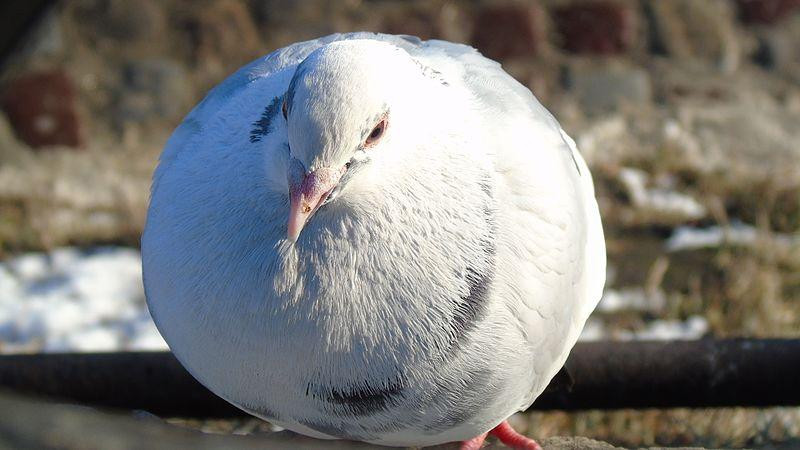 Эксперт Григорьев рассказал, как прогнать голубей с крыши балкона