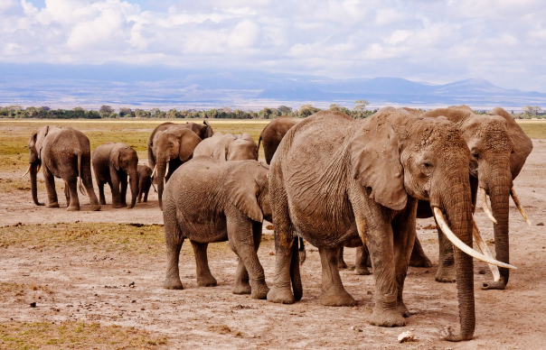 Ученые выявили у слонов схожесть с домашними животными
