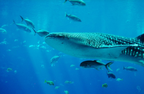 У побережья Египта заметили китовую акулу