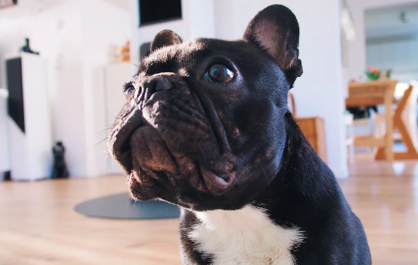 Венгерские ученые выяснили причину любви людей к плоскомордым собакам