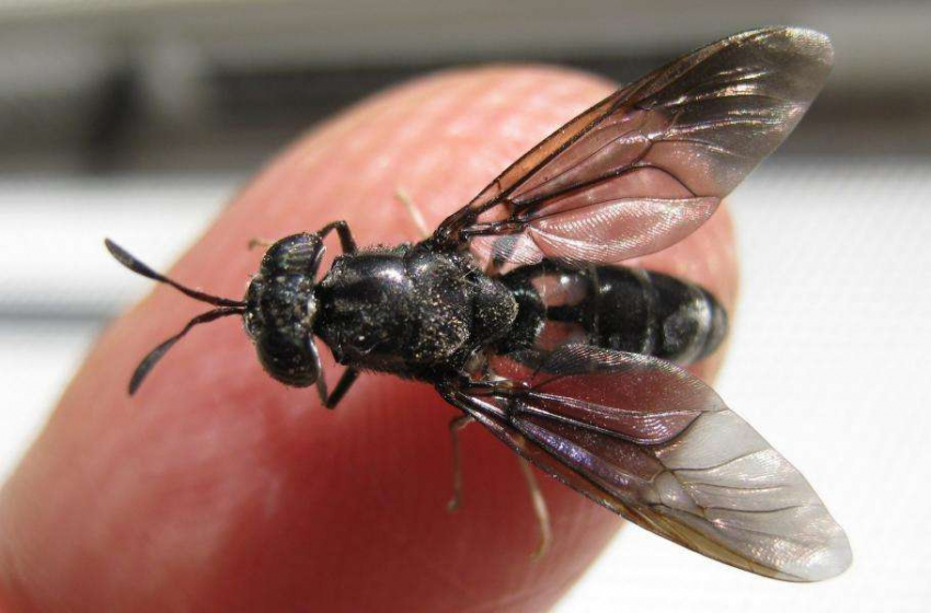 Генетически модифицированные насекомые будут служить пищей, удобрением и топливом