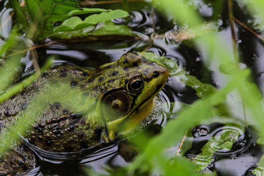 Земноводные развились на десятки миллионов лет позже, чем считалось ранее