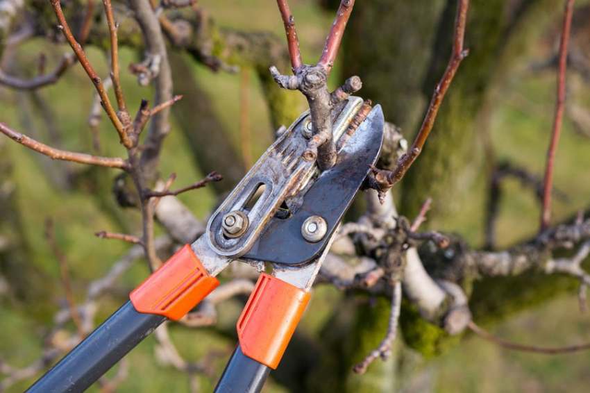 Чем обработать осенью сад: для защиты от вредителей и заболеваний