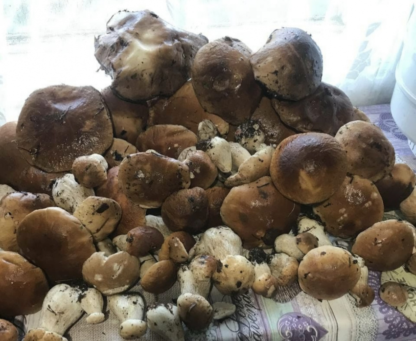 Какие грибы можно собирать сейчас: 5 съедобных экземпляров сентября