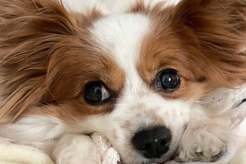 Эксперты объяснили, почему целовать домашних питомцев может быть небезопасно