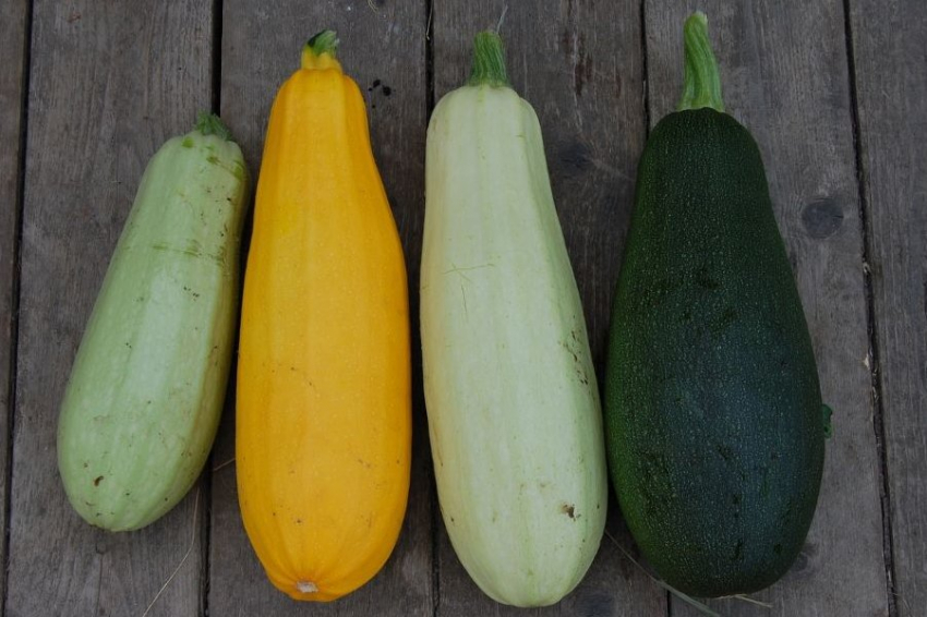Специалисты раскрыли полезные свойства кабачков