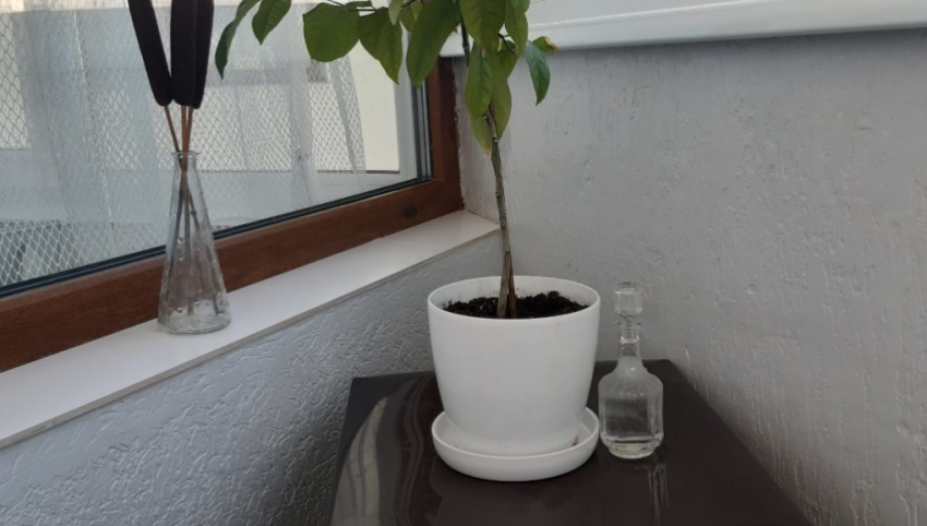 Как применять уксус в огороде: 6 неочевидных вариантов