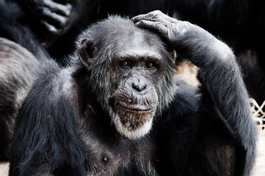 Учёные выяснили, что человек опасен для других форм жизни наличием интеллекта