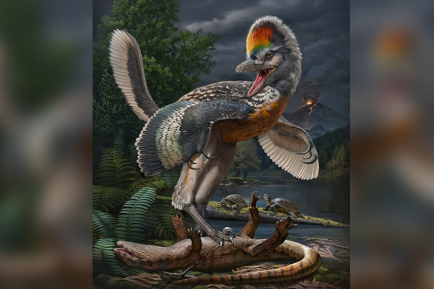 Обнаружено новое ископаемое звено в эволюции птиц