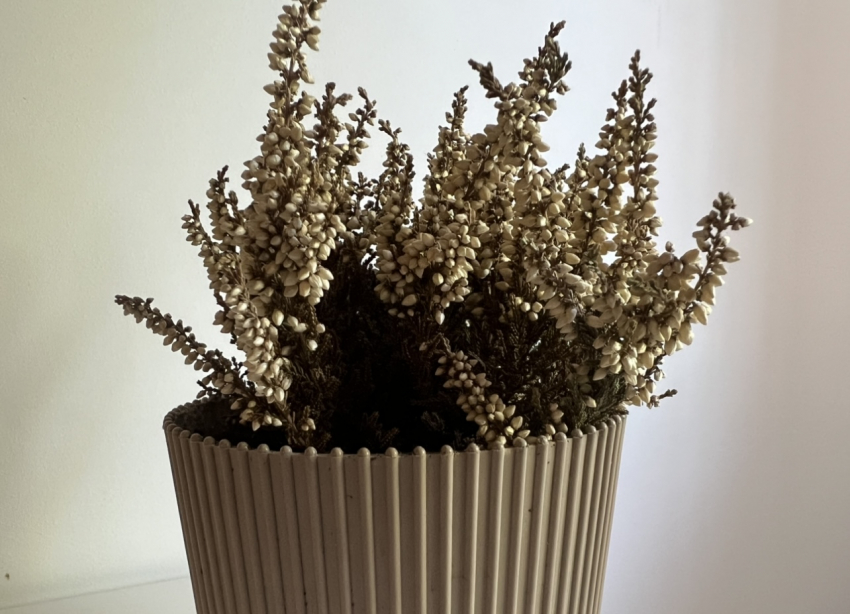 Проблемы бессонницы и храпа исчезнут на раз: какие комнатные растения нужно ставить в спальне