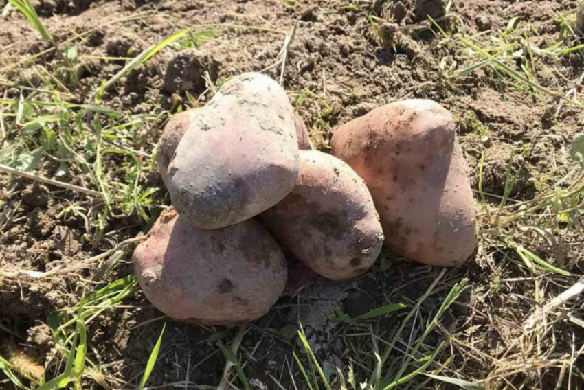 Почему нет урожая картошки: не забудьте в 2024 году про грубые ошибки, которые допустили в 2023