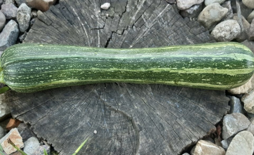 Как правильно заморозить кабачки на зиму, чтобы они не были резиновые: секретный метод