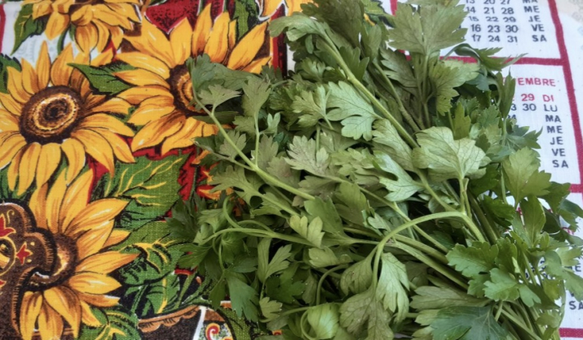 Укроп и петрушка, как свежие, даже через месяцы: секрет домашней заготовки