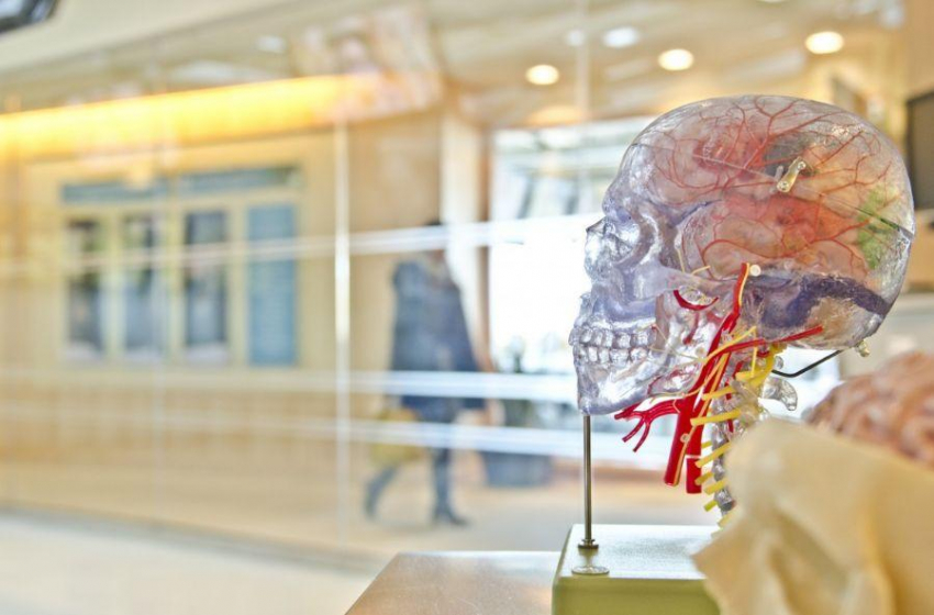 Ученые представили революционную технологию МРТ, способную перевернуть представление о гомеостазе железа в мозге человека