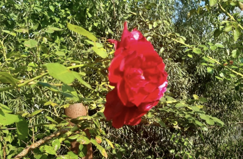 Как избавиться от тли на розах: самые эффективные способы