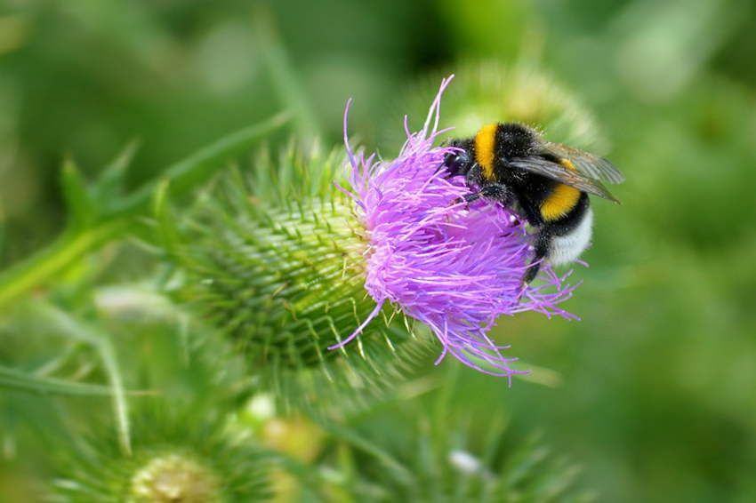 Отсутствие материнской заботы влияет на развитие, микробиом и здоровье диких пчел