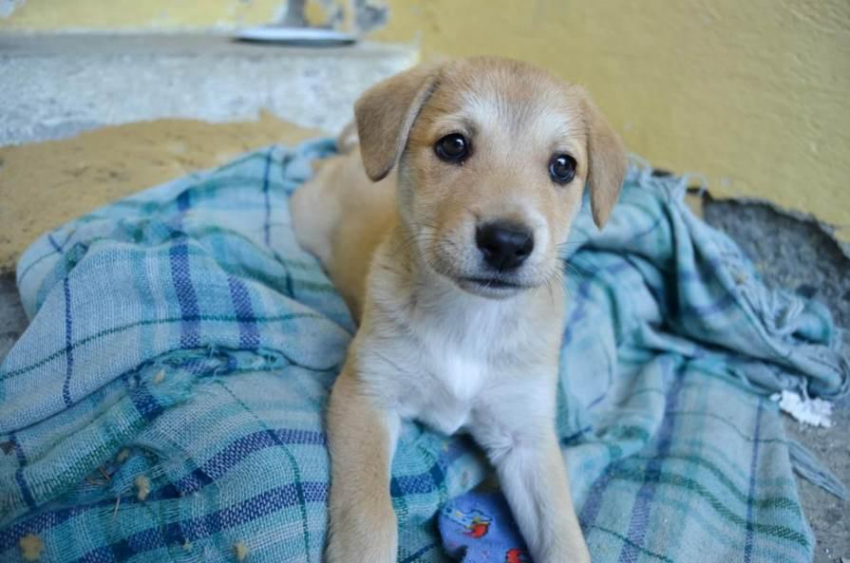 Ветеринар Христидис рассказала об ошибках владельцев котов и собак