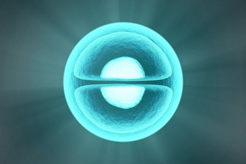 PNAS: странная математическая закономерность обнаружена в клетках человеческого тела