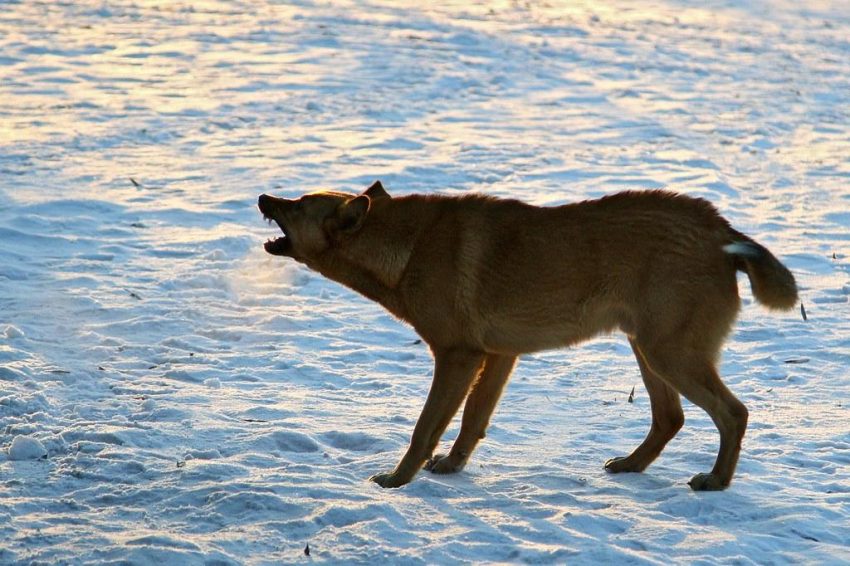 В Магадане введен режим ЧС из-за своры собак-убийц