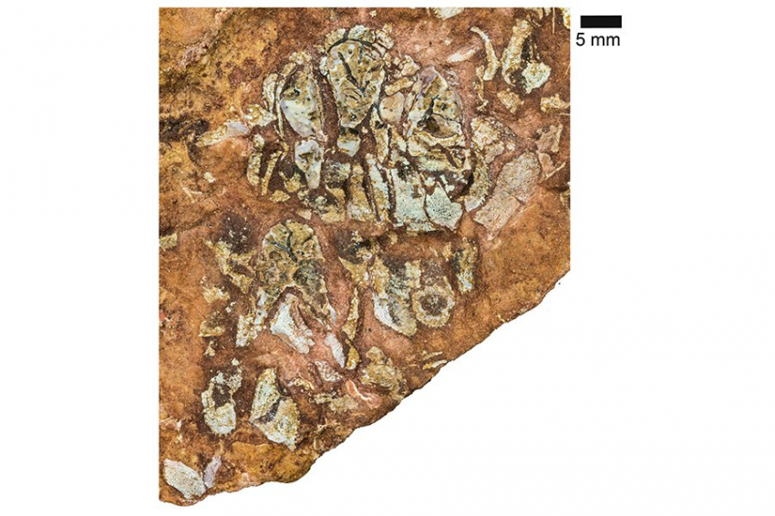 Доисторическая рыба заполняет пробел в 100 миллионов лет в эволюции черепа