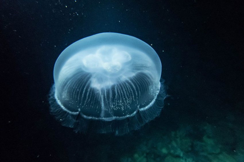 Медузы могут учиться на собственном опыте, хотя у них нет мозга