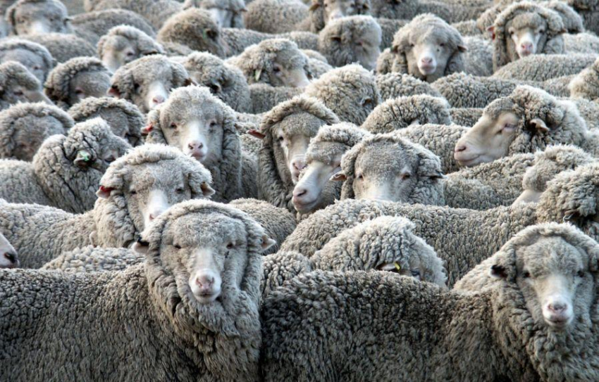 В Греции стадо овец съело 100 кг конопли и разорило фермера